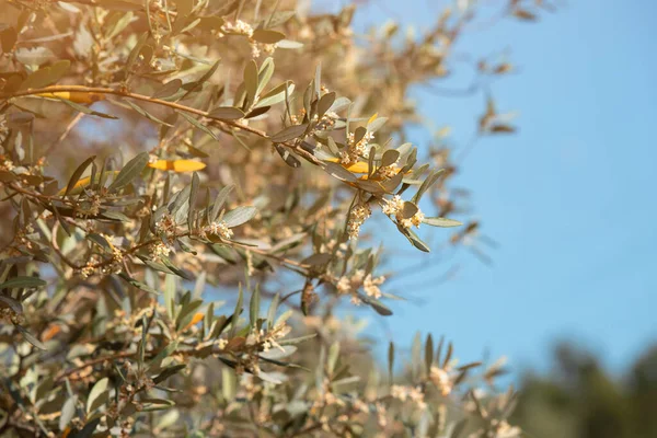 A blooming olive tree on an oil production farm at spring. Flowers and petals close-up on a branch