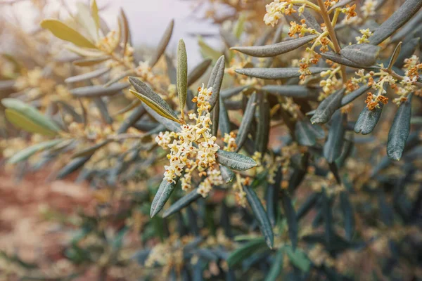 A blooming olive tree on an oil production farm at spring. Flowers and petals close-up on a branch