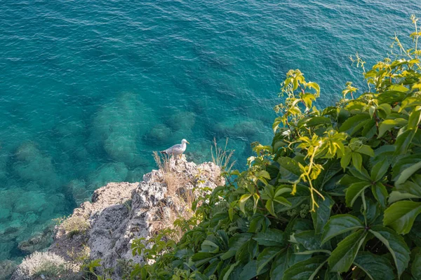 Gaviota Sentada Una Roca Cerca Del Mar Azul — Foto de Stock
