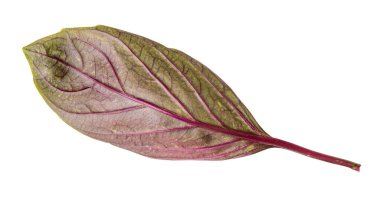 Basil leaf with purple veins, isolated on a white background. A popular and flavorful seasoning for pizza and salads.
