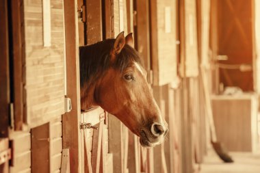 Alone horse head from a paddock in a stable on a farm where horse riding and equestrian sports are taught