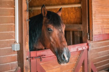Alone horse head from a paddock in a stable on a farm where horse riding and equestrian sports are taught
