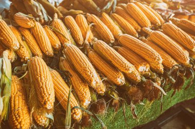 A few ears of golden corn. The concept of a farmer's harvest of organic maize grain and sale on the market