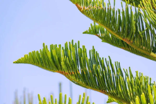 Norfolk Island Pine Araucaria Heterophylla Unusual Tree Branch City Park — Stockfoto