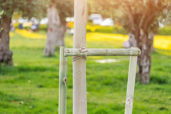 Sapling Young Tree Supporting Sticks City Park Help Ecology Environment — Fotografia de Stock