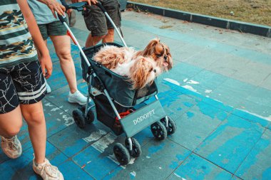 21 June 2022, Antalya, Turkey: Two dog twins riding and having fun in stroller or pushchair in city park