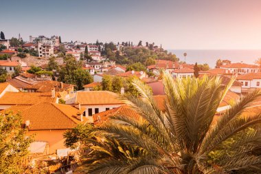 palm tree on the background of numerous apartments or hotels and sea coast. Real estate in tropical resort country riviera