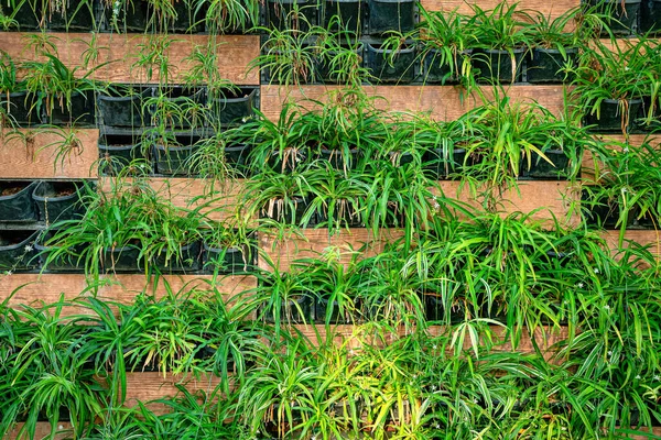 Decorative Vertical Garden Plants Urban Design Development — Stock Fotó