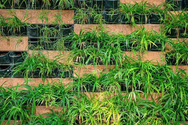 Decorative Vertical Garden Plants Urban Design Development — Stockfoto