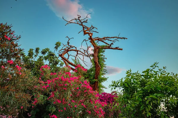 Poetic Haiku Plot Blooming Park Garden Trunk Dead Tree — Stock fotografie
