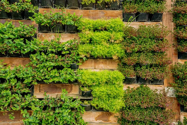 Decorative Vertical Garden Plants Urban Design Development — Stockfoto