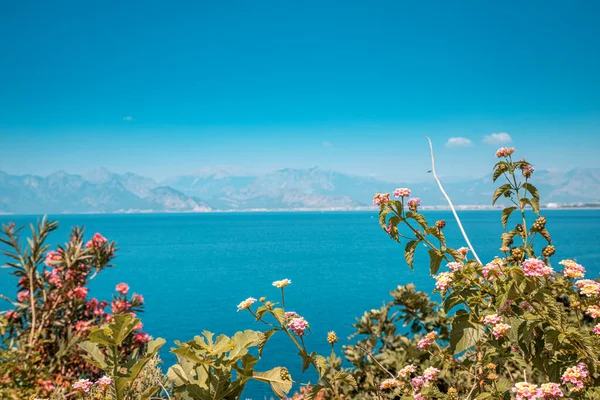 Blackberry Blooming Garden Scenic Sea Background — Fotografia de Stock