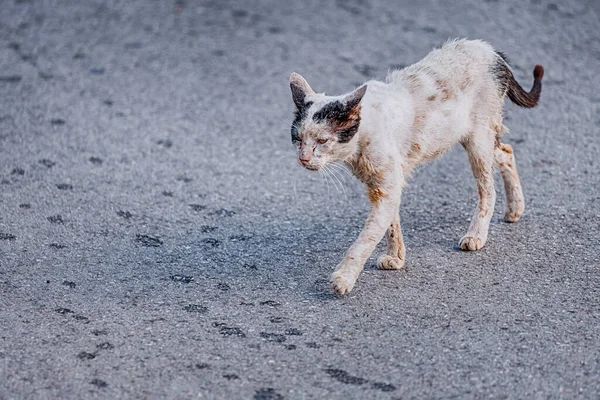 Sad Injured Stray Stray Cat Walking Road Concept Infectious Diseases — Stockfoto