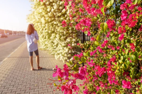 Hedge Flowering Shrubs City Streets — Foto de Stock