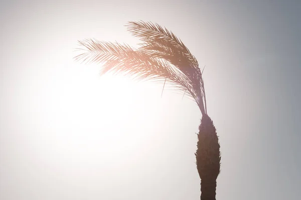 Palm Trees Background Summer Sky Sunlight Vacation Vacation Resort Sea — Foto de Stock