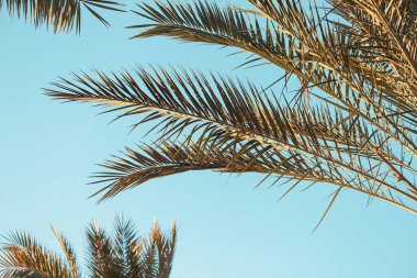 Palm trees on the background of a summer sky with sunlight. Vacation and vacation at the resort by the sea
