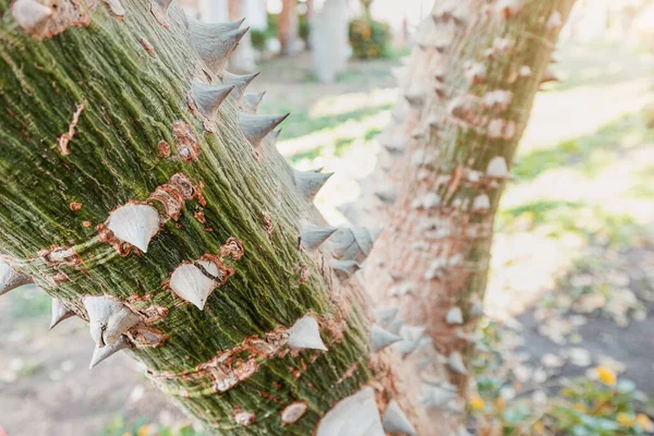 Unusual Bark Ceiba Cotton Tree Many Thorns — Fotografia de Stock