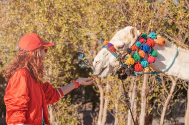 Girl tourist feeds a camel on an entertainment farm.