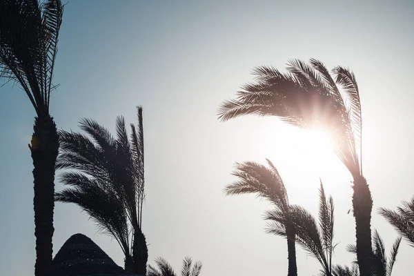 Palm Trees Background Summer Sky Sunlight Vacation Vacation Resort Sea — Stockfoto