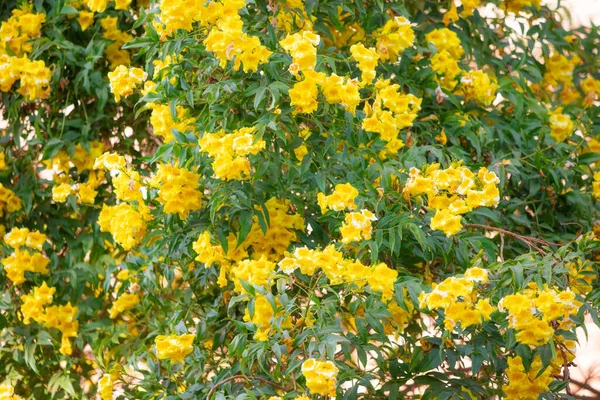 Flowering Shrub Yellow Flowers Garden — Fotografia de Stock