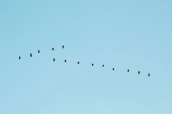 Flock Birds Migration Shape Arrow Ornithology Leadership Concept — Stockfoto
