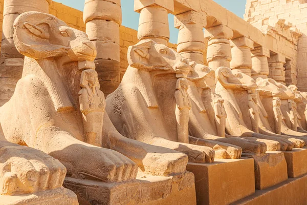 Famous Alley Karnak Sphinxes Goat Heads Luxor Ancient Thebes Travel — 스톡 사진