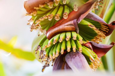 banana plantation with green unripe fruits on the farm. Agriculture in the tropics
