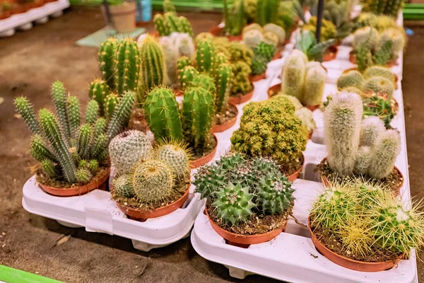 Assortment Cactus Plants Sale Garden Market — Stock fotografie