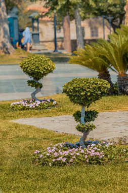 A sapling of a young decorative trees in a city park. Help Ecology and environment or gardening concept