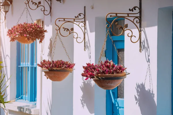 Цветы Горшках Традиционных Греческих Побеленных Стен Домов Голубых Входных Дверей — стоковое фото