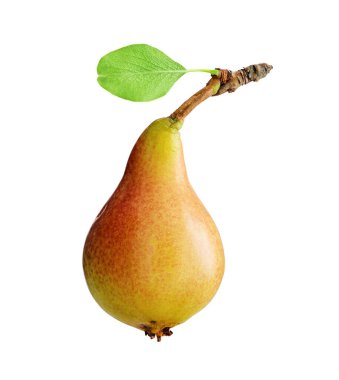 The fruit of a sweet and ripe pear with a stalk and a green leaf isolated on a white background. Fresh and healthy organic bio product