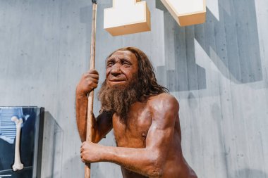 22 July 2022, Neanderthal museum, Germany: Detailed wax figure of Neanderthal prehistoric caveman with spear in the museum. Human Sapiens anthropology science and theory of Evolution clipart