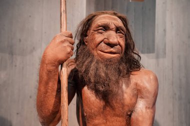 22 Temmuz 2022, Neandertal Müzesi, Almanya: Müzede mızraklı mağara adamı mağara adamının detaylı balmumu figürü. İnsan Sapiens Antropoloji Bilimi ve Evrim Teorisi