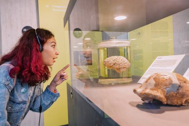 22 Temmuz 2022, Neanderthal Müzesi, Almanya: Kız öğrenci beyin organına bakıyor. Bilim ve sağlık konsepti