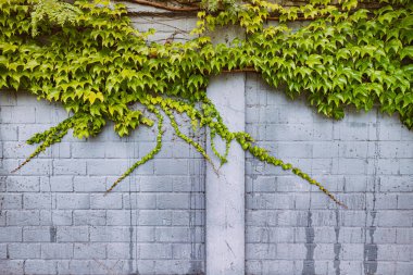 Virginia 'lı bir sürüngen ya da sarmaşık evin arka bahçesinin duvarında vınlıyor. Çiçek ve doğa arka plan ve doku