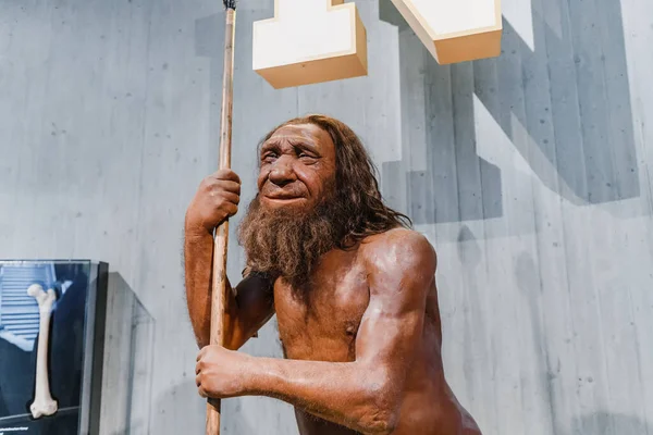 Temmuz 2022 Neandertal Müzesi Almanya Müzede Mızraklı Mağara Adamı Mağara — Stok fotoğraf