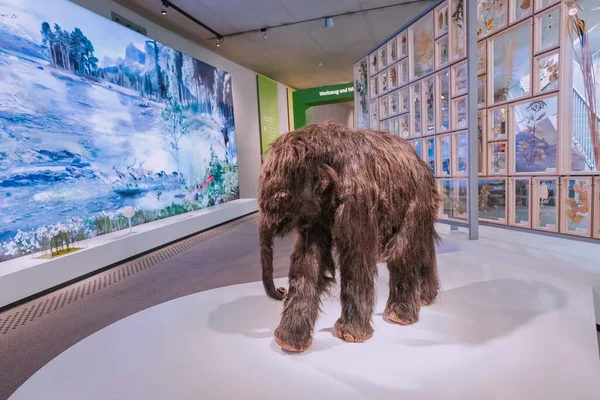 2022年7月22日 德国尼安德塔尔博物馆 一只毛毛象宝宝在博物馆展出史前动物 — 图库照片