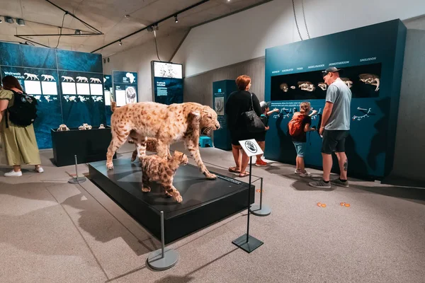 Července 2022 Neandrtálské Muzeum Německo Návštěvníci Výstavy Plyšové Kočky Muzeu — Stock fotografie