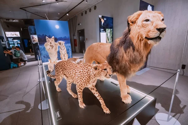 Ιουλίου 2022 Μουσείο Νεάντερταλ Γερμανία Επισκέπτες Στην Έκθεση Γεμιστές Γάτες — Φωτογραφία Αρχείου