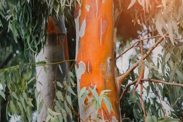 Árvore Eucalipto Uma Das Mais Famosas Endemias Austrália Tronco Vermelho — Fotografia de Stock