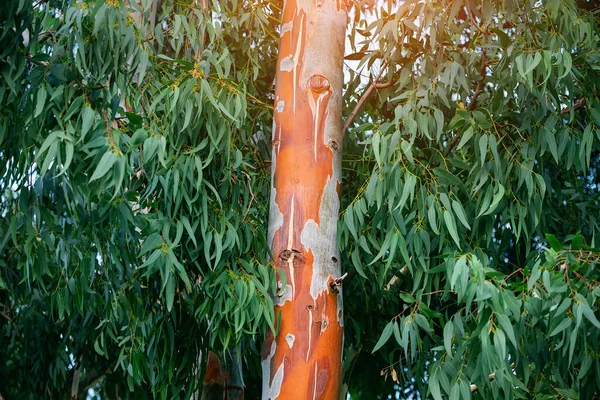 Eucalyptus Tree One Most Famous Endemics Australia Red Trunk Leaves — Stock Photo, Image
