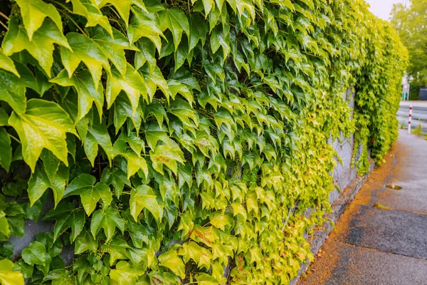 Virginia Creeper Ivy Wrowing Wall House Backyard Floral Nature Background — Stock Photo, Image