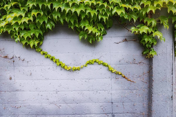 Virginia Schlingpflanze Oder Efeu Der Einer Hauswand Hinterhof Zappelt Floral — Stockfoto
