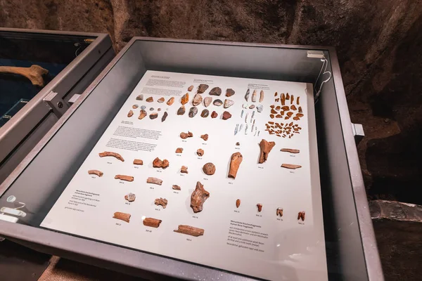 Lipca 2022 Dusseldorf Niemcy Szczątki Kości Prehistorycznego Homo Sapiens Neandertalczyków — Zdjęcie stockowe