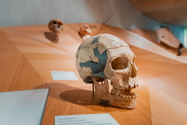 2022年7月22日 德国杜塞尔多夫 在博物馆用化石和石器时代史前智人和尼安德特人的碎片重建骷髅 — 图库照片