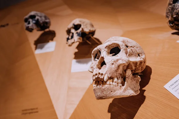 Juillet 2022 Düsseldorf Allemagne Reconstruction Crâne Partir Restes Fragments Homo — Photo