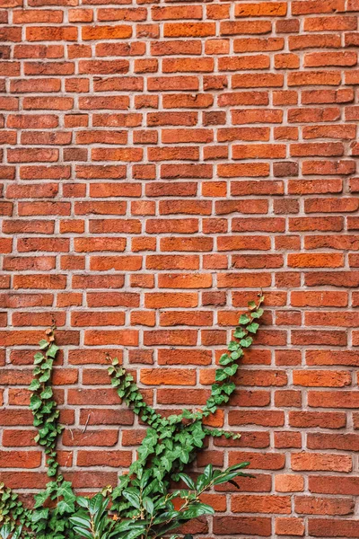 Vertical photo with the texture of a brick wall and creeping green ivy as a hedge and ornamental plant in a country house