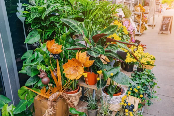 Растения Цветы Горшках Продажи Цветочном Рынке Магазине — стоковое фото