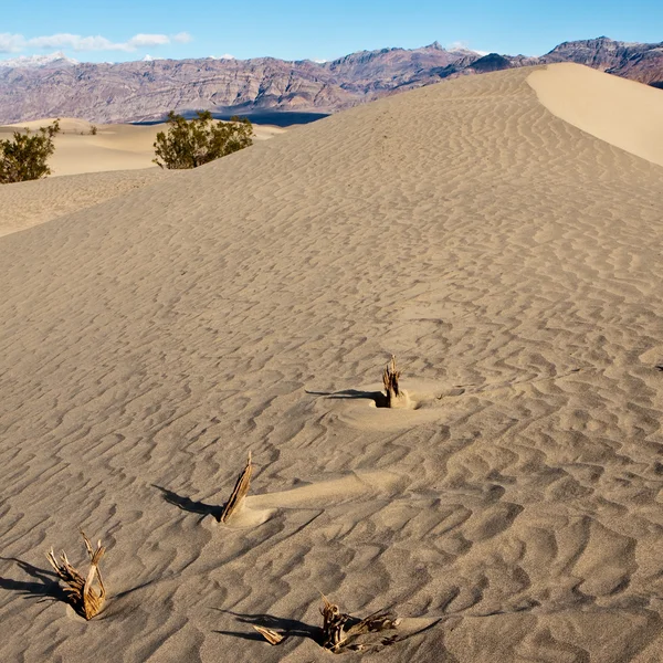 Sanddünen mit Treibholz — Stockfoto