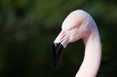pembe flamingo